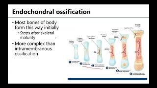 MSK1 Bone Formation Growth amp Remodeling [upl. by Carlynn528]