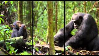 Chimps have killed or injured dozens of children in Uganda [upl. by Annaya892]