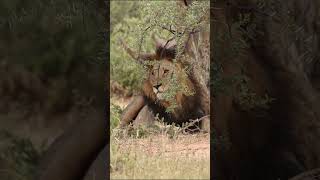 How close was that Rhino comes inches from this Male Lion lion wildlife [upl. by Anawak492]