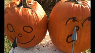 Grizzly single bevel verses Zwickey double bevel broadhead verses pumpkins [upl. by Lhamaj443]