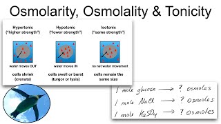 Chemistry Basics Osmolarity Osmolality and Tonicity [upl. by Chic]