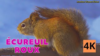 ÉCUREUIL ROUX  4K UHD  Aventure Oiseaux Nature  Serge ToniettoGiguère [upl. by Iderf]