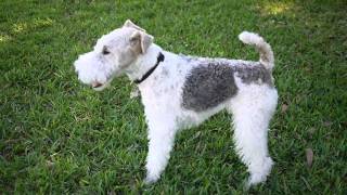 Basil the Wire Fox Terrier and some of his friends [upl. by Aylatan]