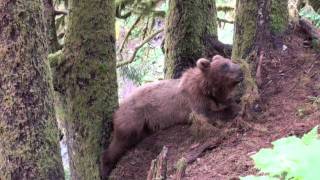 Afognak Wilderness Lodge Summer 09 [upl. by Wales]