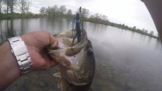 Catching HUGE bass with the new Tightlines UV Whisker bait [upl. by Kabob]