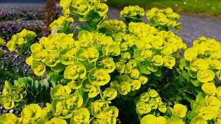 Myrtle spurge WalzenWolfsmilch Buhay ay Ganyan [upl. by Mosera]