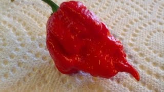 Trinidad quotButch Tquot Scorpion Review [upl. by Zsa Zsa]