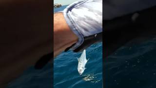 QUEENFISH kuwait queenfish fishing jigging الكويت fish DJI [upl. by Ardnos]