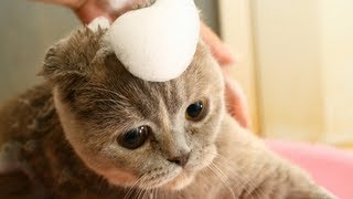 How to Sedate a Cat for Grooming  Cat Grooming Tips Beginners [upl. by Lleryd26]