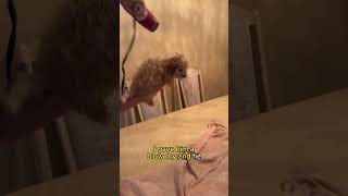 Bathing my puppy for the first time puppy puppyhood shihpoo [upl. by Litnahs653]