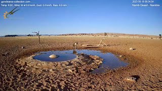 Extremely rare visitor to the Namib desert waterhole [upl. by Aneerak]