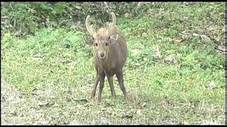 The Hog Deer of South Asia [upl. by Laehpar]