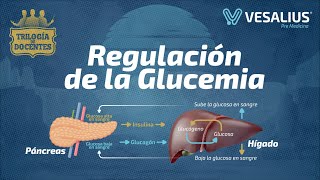 REGULACIÓN DE LA GLUCEMIA [upl. by Darelle]