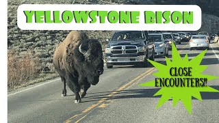 Yellowstone National Park  Close Encounters With Bison [upl. by Marelya]