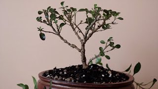 Coprosma bonsai trim [upl. by Sauveur]