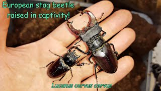 The European stag beetle raised at home Lucanus cervus cervus [upl. by Assirral31]