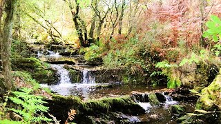 Ruisseau paisible et chants doiseaux forêt paix calme nature relaxante pour la relaxation [upl. by Cagle912]