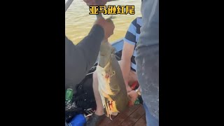 戶外捕魚：漁民在亞馬遜河釣魚時發現了一條翻著白肚皮的紅尾鯰 釣魚 亞馬遜 戶外 [upl. by Chaker203]