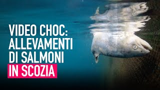 Negli allevamenti intensivi di salmoni in Scozia  Uninchiesta di Animal Equality [upl. by Boyd]