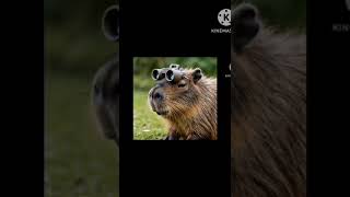 Capy the capybaracapybaraanimation [upl. by Tjader756]