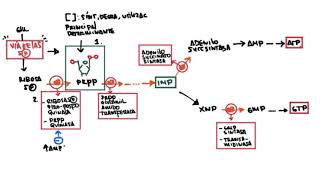 Regulación Síntesis de Purinas [upl. by Mara]
