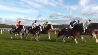 Clydesdale Horse Race Exeter Racecourse November 2016 [upl. by Fayina]