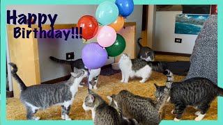 The Kittens turn 3 😻 and play with DIY paper mache balloon filled with treats Happy Birthday [upl. by Stclair]