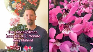 Alpenveilchen So stirbt dein Zyklame nicht sondern blüht viele Monate Pflege Cyclamen persicum [upl. by Yhtnomit979]