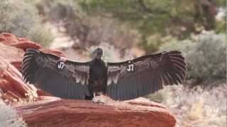 Wild California Condors Made Here [upl. by Salokin]