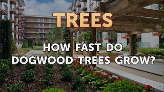 How Fast Do Dogwood Trees Grow [upl. by Ahsiket296]