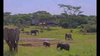 Adorable Baby Elephants Battle It Out 🐘💥 [upl. by Wolfgram]