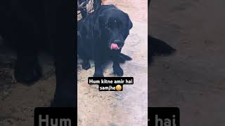 Hume garib mat samjho😀shortsvideo funny labrador dogshorts dog [upl. by Quintilla447]