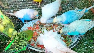 Budgies eating food sound in Budgies colony budgies parrot birds [upl. by Aihseyt130]