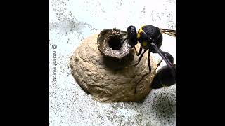 Wasp Creating A Nest Footage [upl. by Hasty229]