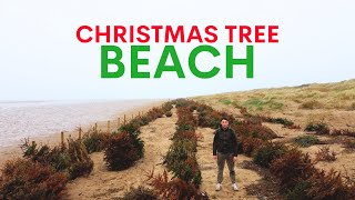 Dead christmas trees are planted on this beach  heres why [upl. by Nnylasor]