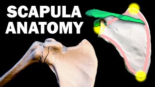 SCAPULA ANATOMY [upl. by Olegnaid]