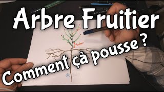 Comment pousse un Arbre Fruitier [upl. by Jade15]