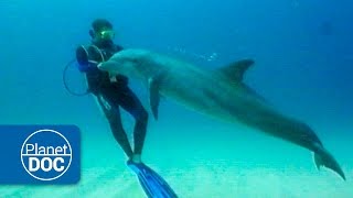 Australia  Shark Bay Dolphins [upl. by Saxon]