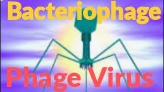 structure of bacteriophage bacteriophage phagevirus [upl. by Etnwahs]