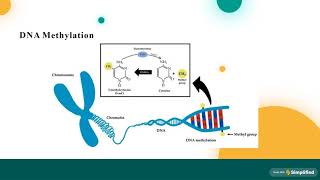 Role of DNA methylation in epigenetics [upl. by Stew]