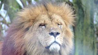 Lions moans about life  Knowsley Safari Park [upl. by Issy96]