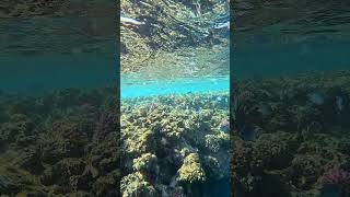 Marsa Alam Reef amp Snorkeling a Coraya Bay [upl. by Spanjian230]