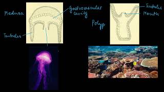 Phylum Cnidaria  Animal kingdom  Biology  Khan Academy [upl. by Nealah]