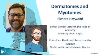 Dermatomes and myotomes [upl. by Hinkle369]