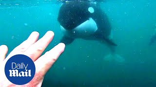 Incredible moment killer whales brush past swimmer in New Zealand [upl. by Nnylylloh]