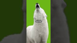 Why do dogs howl dog facts shorts [upl. by Edva]