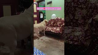 Balloon 🎈 Peya Kub Kusi Jaak 🐕😊dog youtubeshorts funnyshortsviralvideovlog labradortrending [upl. by Allis]