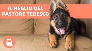 VANTAGGI di adottare un PASTORE TEDESCO 🐕❤️ Top 6 motivi [upl. by Lurette]