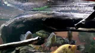 Big cichlids feeding with dried Gammarus  wwwcichlidportalsk [upl. by Gilder]