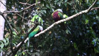 Wompoo Fruit Dove  calling with mate [upl. by Eizus24]